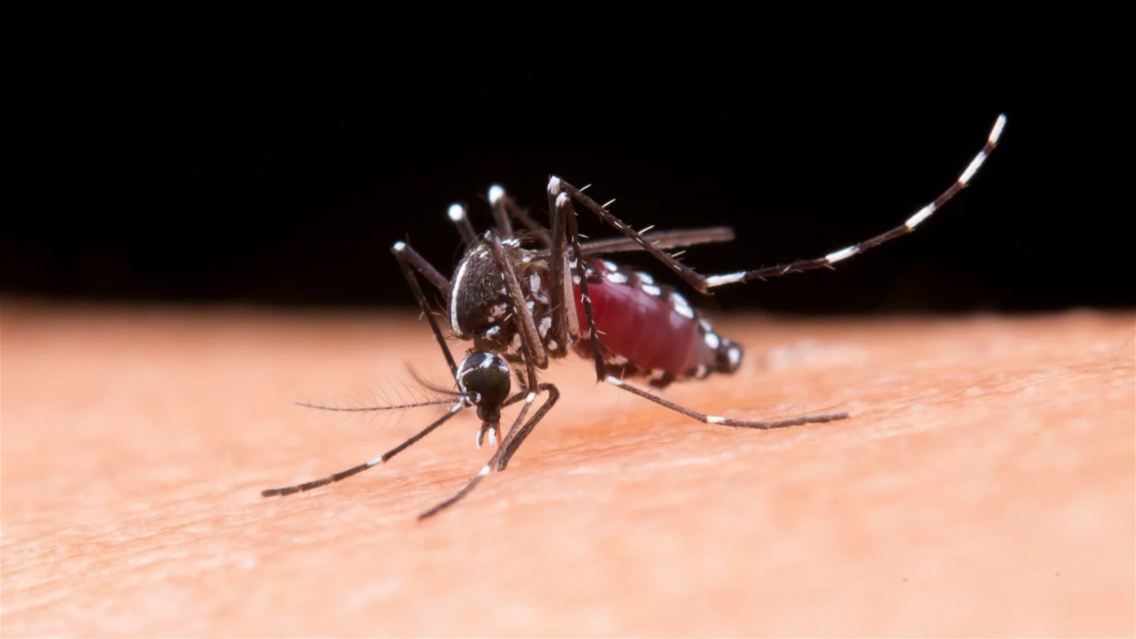 Penyakit Chikungunya
